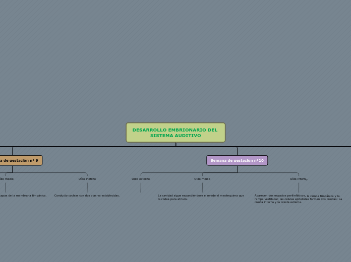 DESARROLLO EMBRIONARIO DEL SISTEMA AUDITIVO