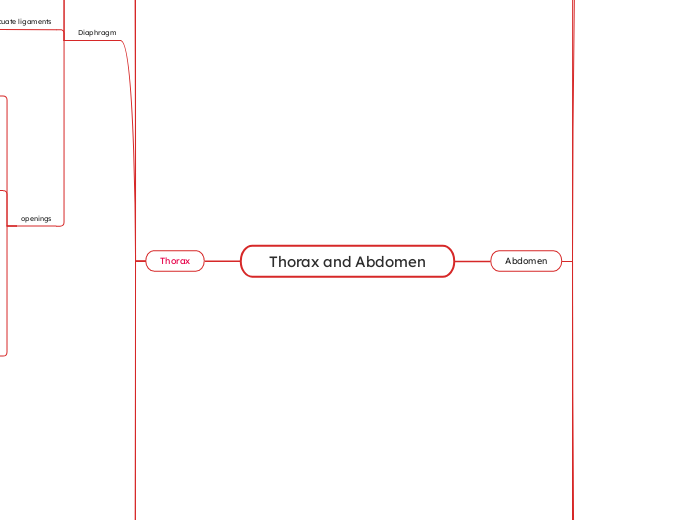 Thorax and Abdomen