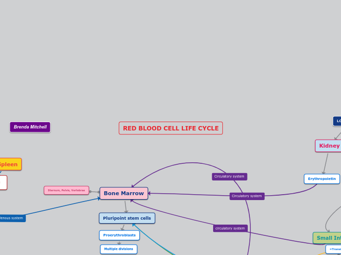 RED BLOOD CELL LIFE CYCLE