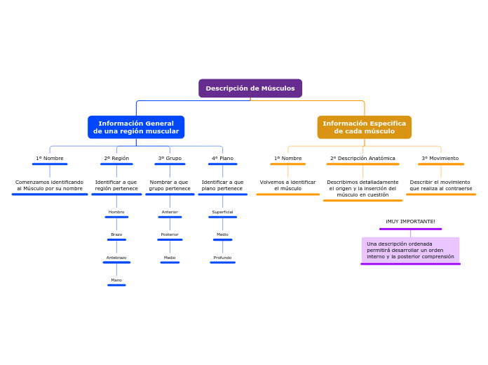 Descripción de Músculos
