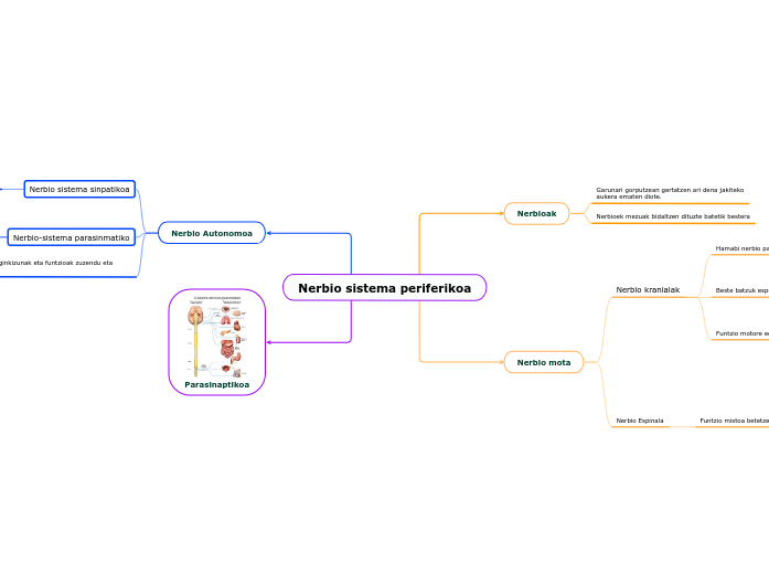 Nerbio sistema periferikoa