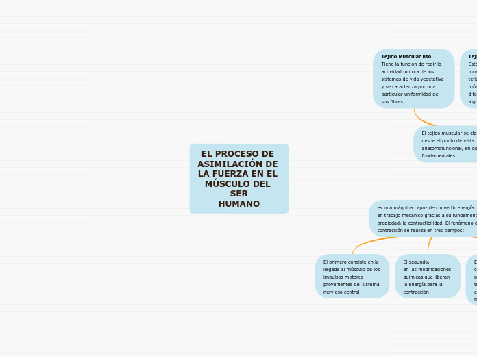 EL PROCESO DE ASIMILACIÓN DE LA FUERZA EN EL MÚSCULO DEL SER
HUMANO