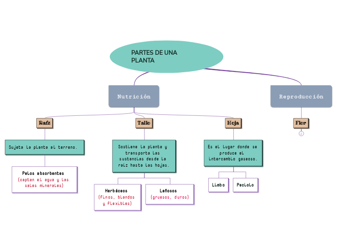 PARTES DE UNA PLANTA