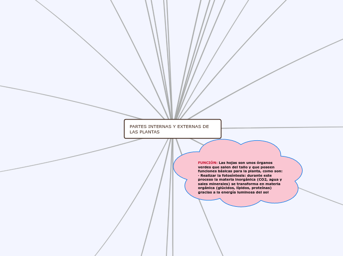 PARTES INTERNAS Y EXTERNAS DE LAS PLANTAS