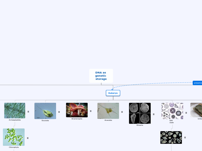 Organigram