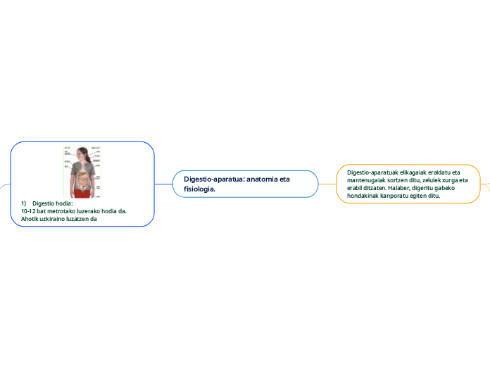 Digestio-aparatua: anatomia eta fisiologia.