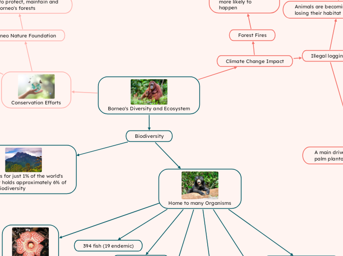 Borneo's Diversity and Ecosystem