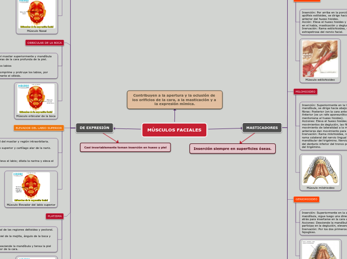 MÚSCULOS FACIALES