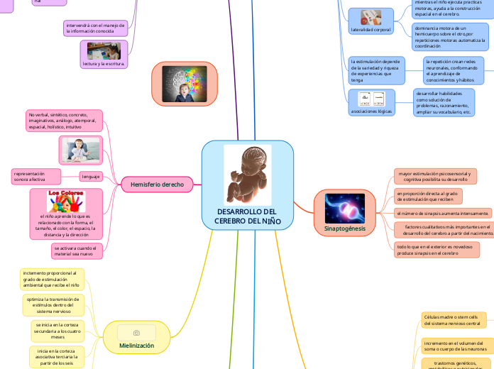 DESARROLLO DEL CEREBRO DEL NIÑO