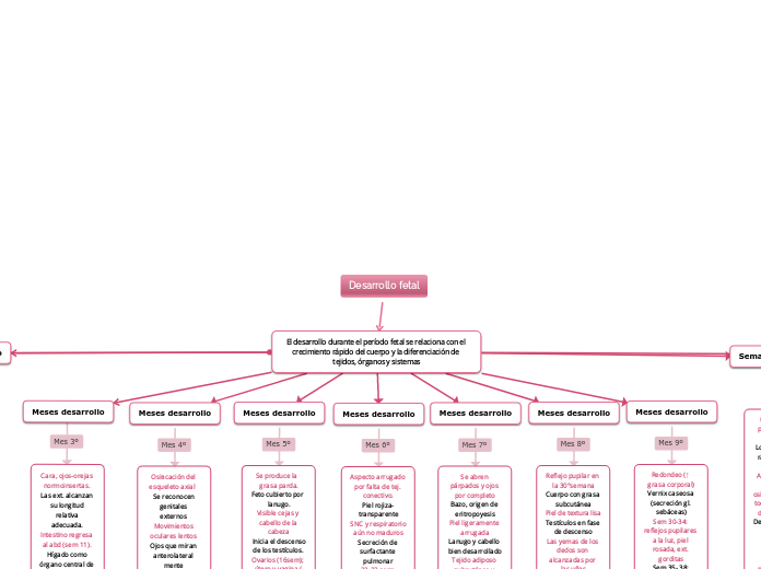 Desarrollo fetal