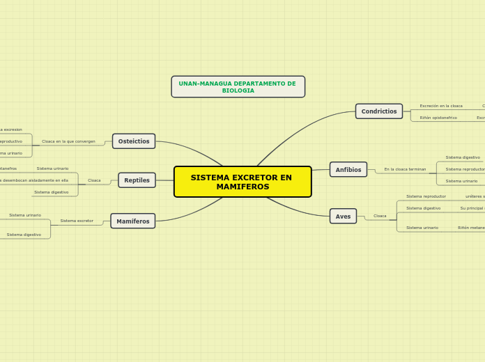 SISTEMA EXCRETOR EN MAMIFEROS
