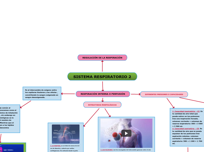 SISTEMA RESPIRATORIO 2