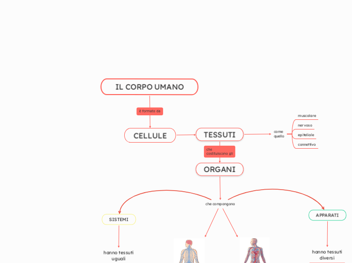 IL CORPO UMANO