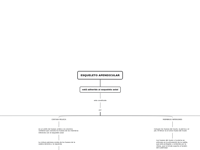 ESQUELETO APENDICULAR