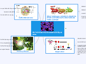 B1 Cell Level Systems - KW