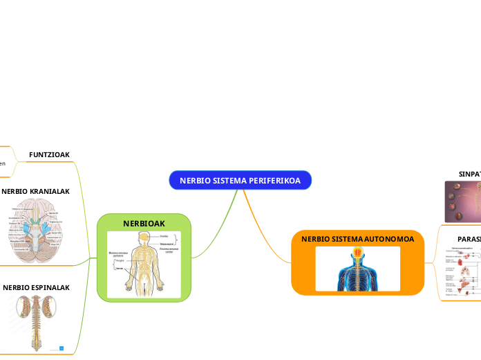 NERBIO SISTEMA PERIFERIKOA