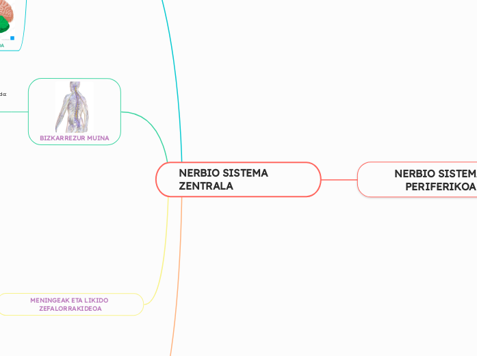 NERBIO SISTEMA ZENTRALA