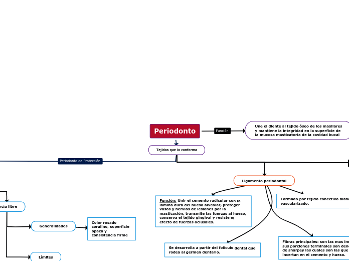 Periodonto