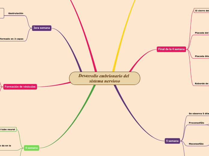 Desarrollo embrionario del                              sistema nervioso