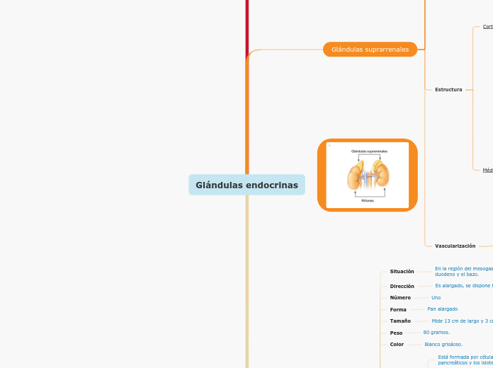 Glándulas endocrinas