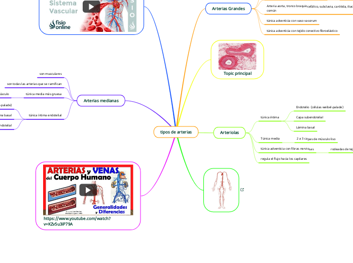 tipos de arterias