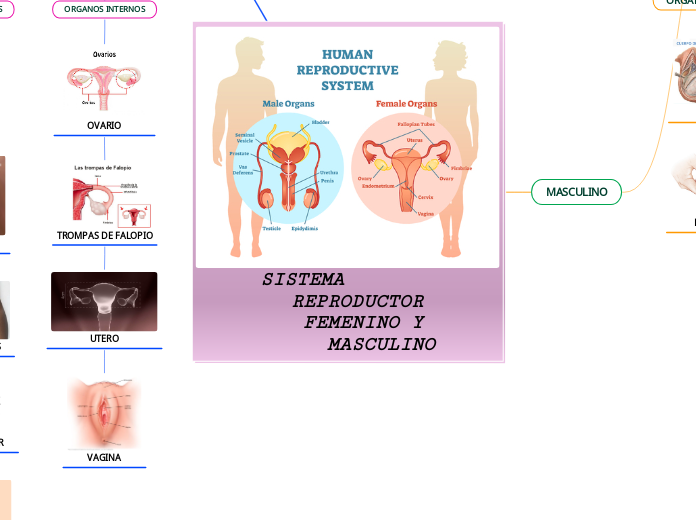 SISTEMA            REPRODUCTOR FEMENINO Y MASCULINO