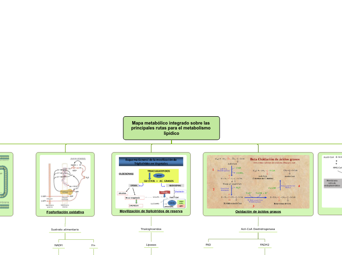 Mapa metabólico integrado sobre las principales rutas para el metabolismo lipídico