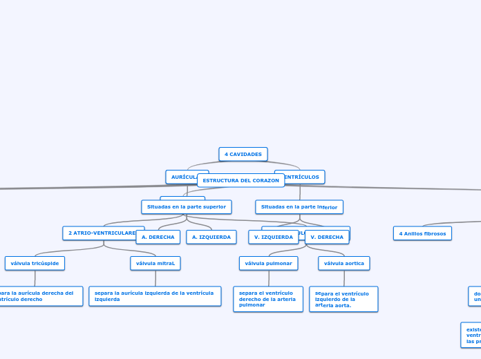 ESTRUCTURA DEL CORAZON