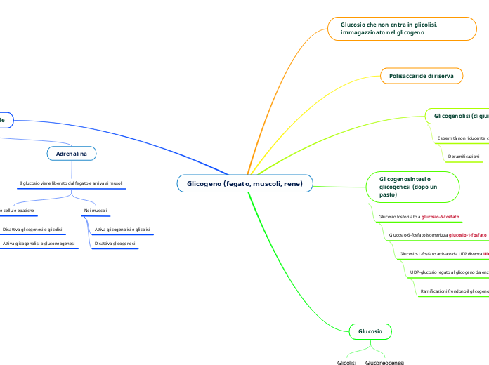 Glicogeno (fegato, muscoli, rene)