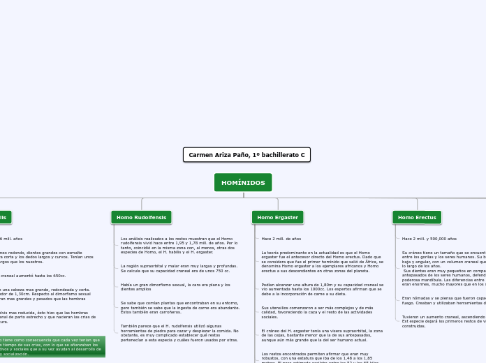 Organigrama arbol