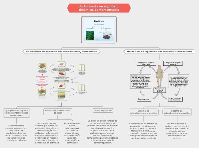 Un Ambiente en equilibrio dinámico, La Homeostasis