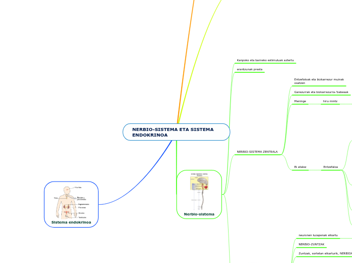 NERBIO-SISTEMA ETA SISTEMA ENDOKRINOA