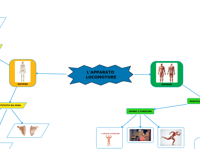 L'APPARATO LOCOMOTORE