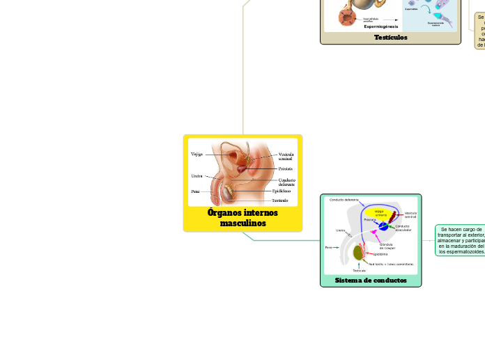 Órganos internos
masculinos