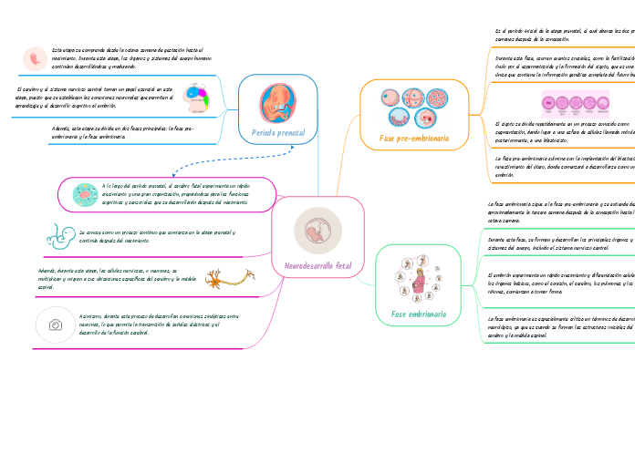 Neurodesarrollo fetal