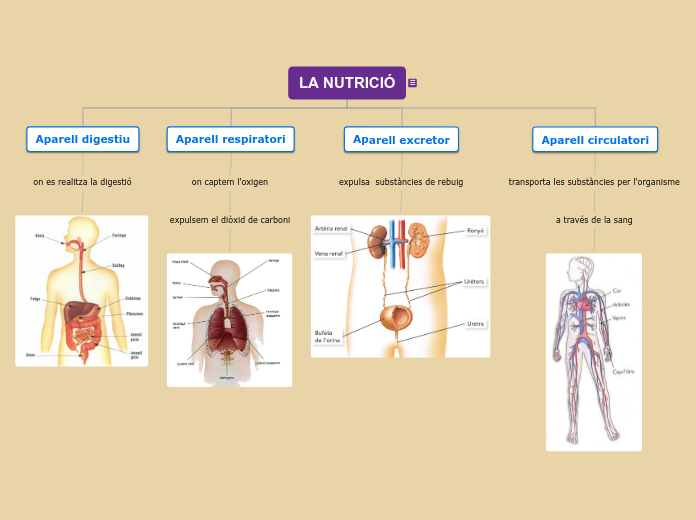 Organigrama arbol