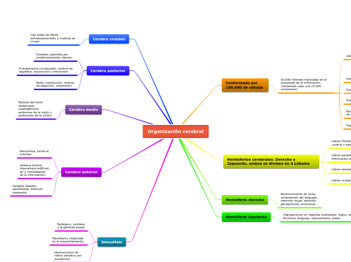 Organización cerebral