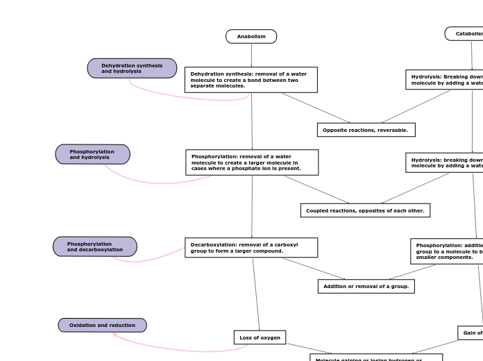 Anabolism