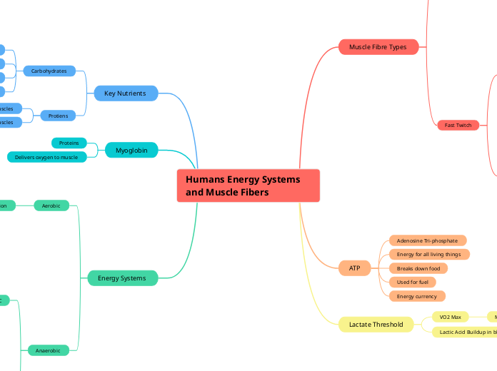 Humans Energy Systems and Muscle Fibers 