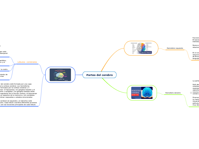 Partes del cerebro