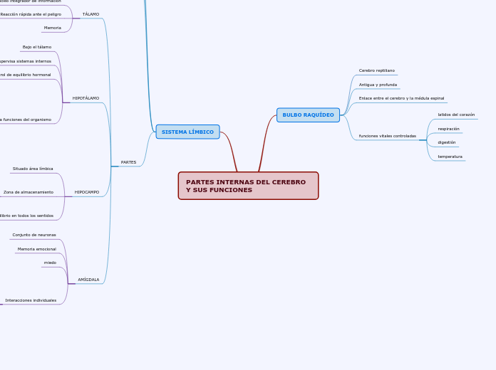 PARTES INTERNAS DEL CEREBRO Y SUS FUNCIONES