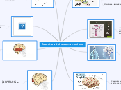 Estructura del sistema nervioso