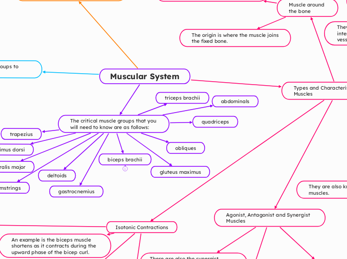 Muscular System