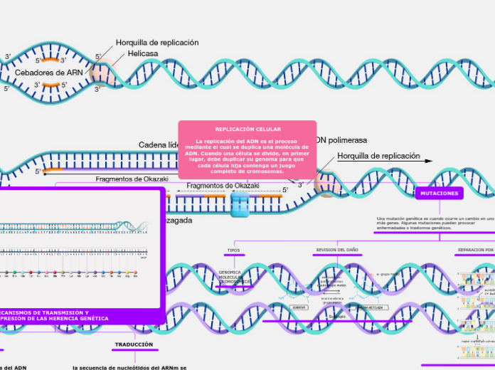  REPLICACIÓN CELULAR

La replicación del ADN es el proceso mediante el cual se duplica una molécula de ADN. Cuando una célula se divide, en primer lugar, debe duplicar su genoma para que cada célula hija contenga un juego completo de cromosomas.