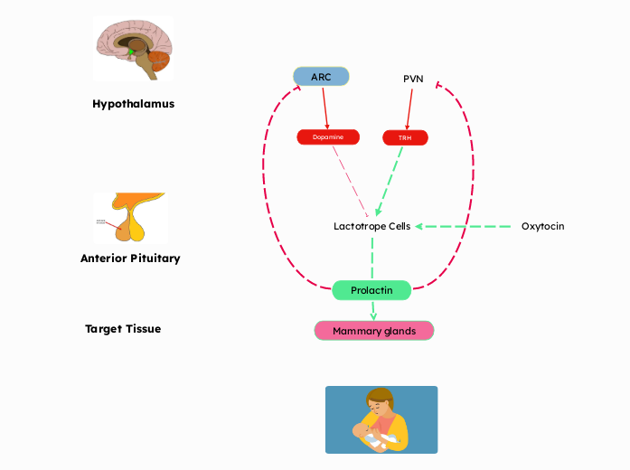 Lactotrope Cells