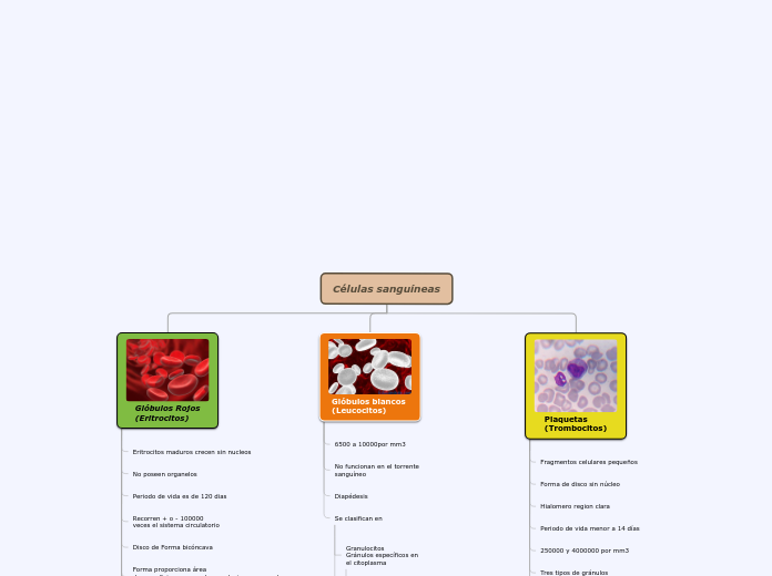 Organigrama arbol