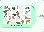 Cordados