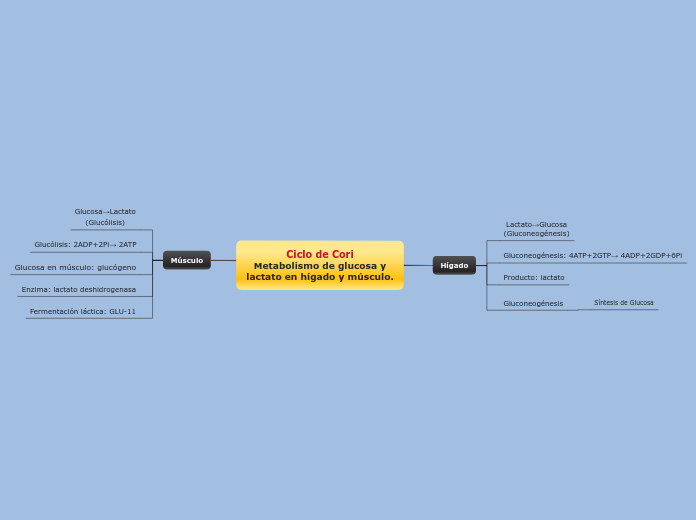 Ciclo de Cori
Metabolismo de glucosa y
lactato en hígado y músculo.