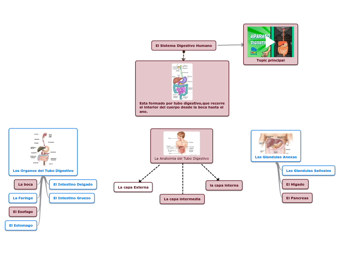 El Sistema Digestivo Humano