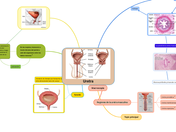 Uretra.2